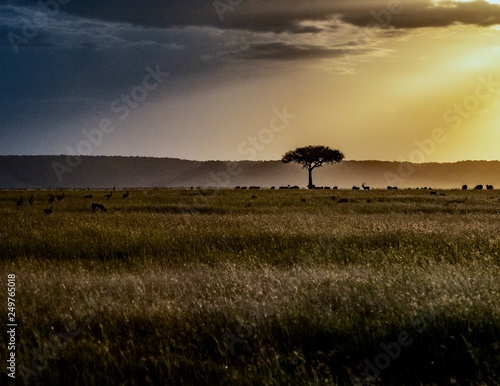 Masai Mara Sunset photo