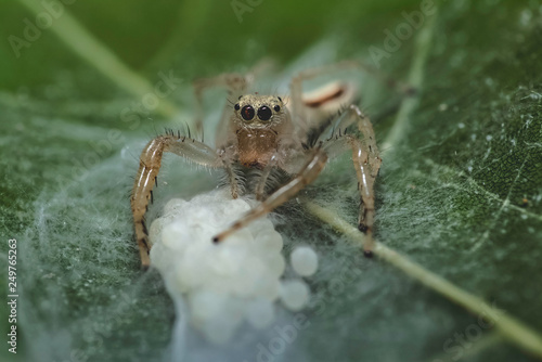 spider mom protecting her eggs from predictor on a leaf