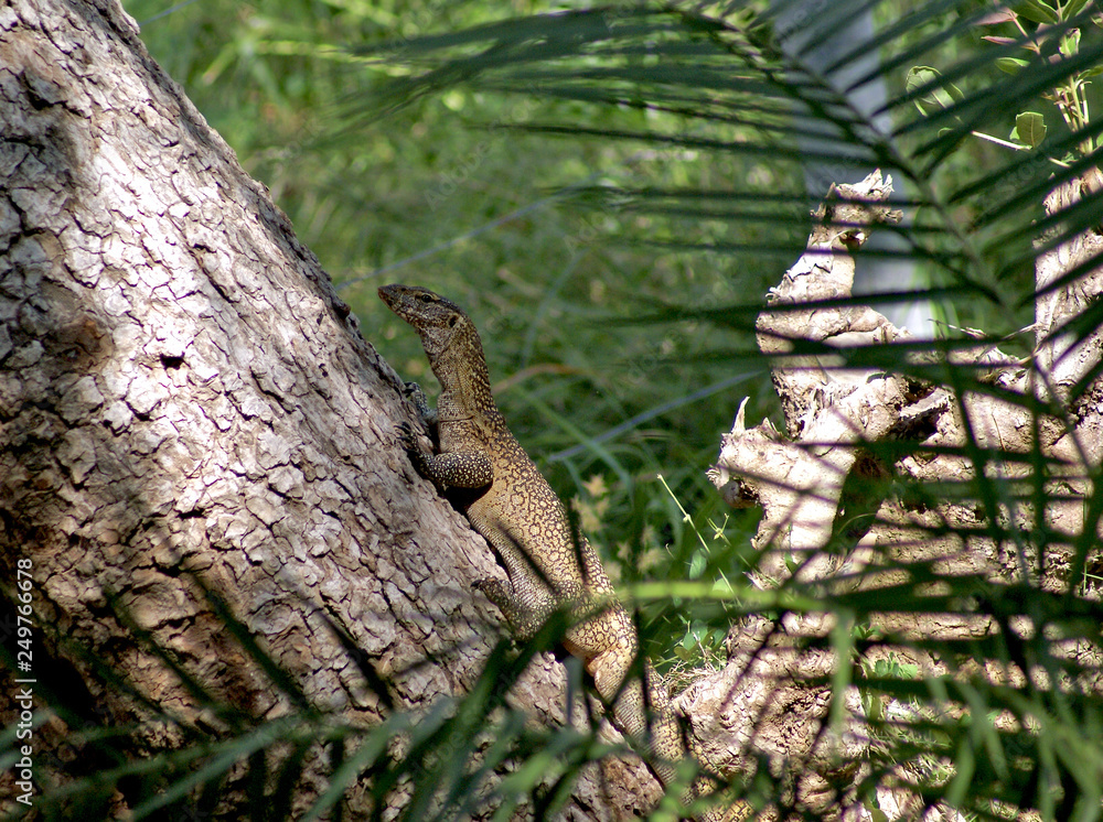 Lizard on a tree at Shaba reserve, Kenya Lizard on a tree at Shaba reserve, Kenya