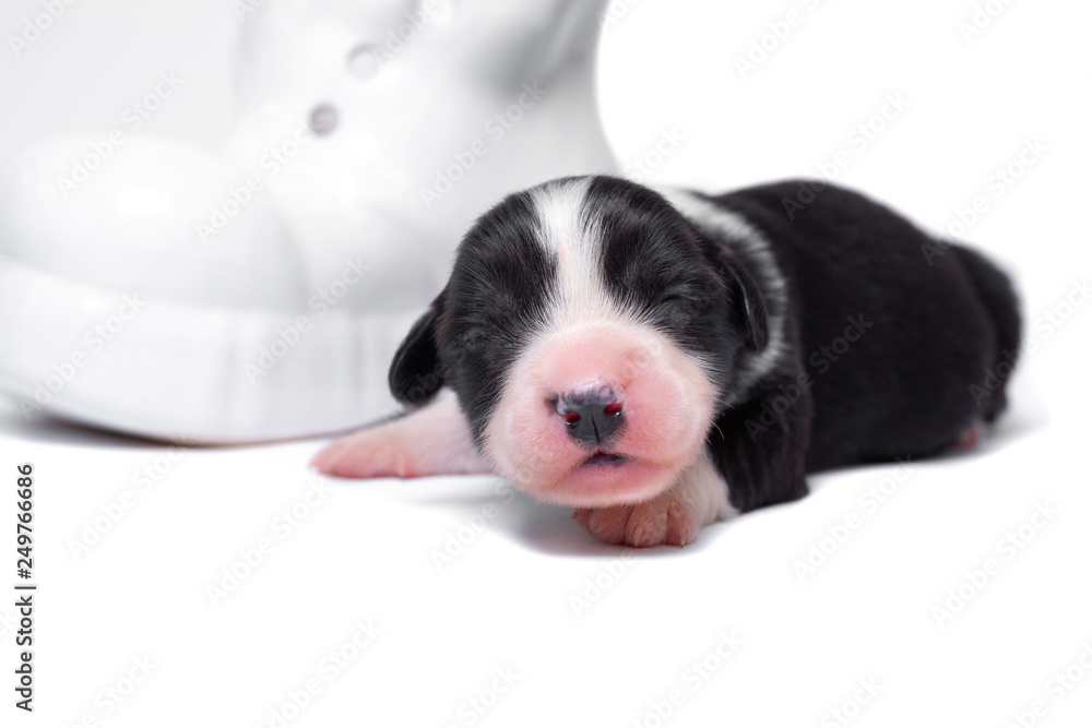 Corgi Cardigan puppies on a white background Corgi Cardigan puppies on a white background