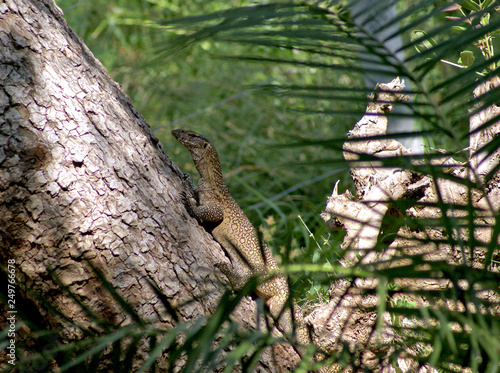 Lizard on a tree at Shaba reserve  Kenya