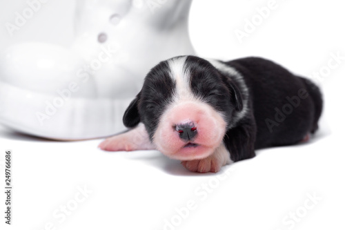 Corgi Cardigan puppies on a white background