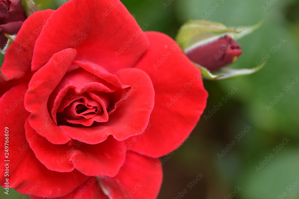 Red rose flower beauty Red rose flower beauty