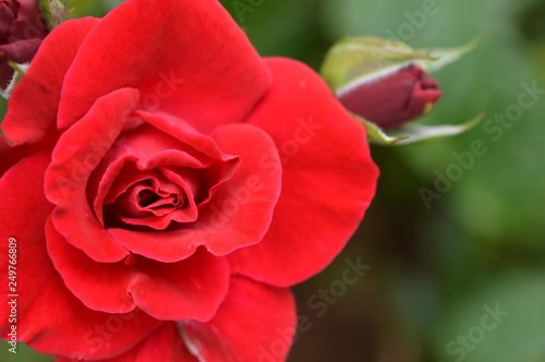 Red rose flower beauty