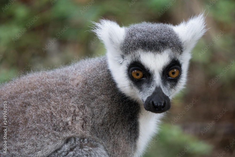 ring tailed lemur