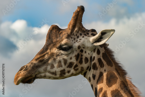 portrait of giraffe © Benjamin