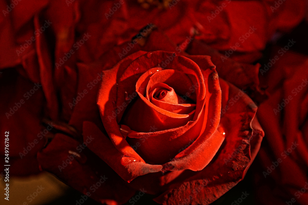 Gorgeous flower - fresh red rose in a bouquet Gorgeous flower - fresh red rose in a bouquet