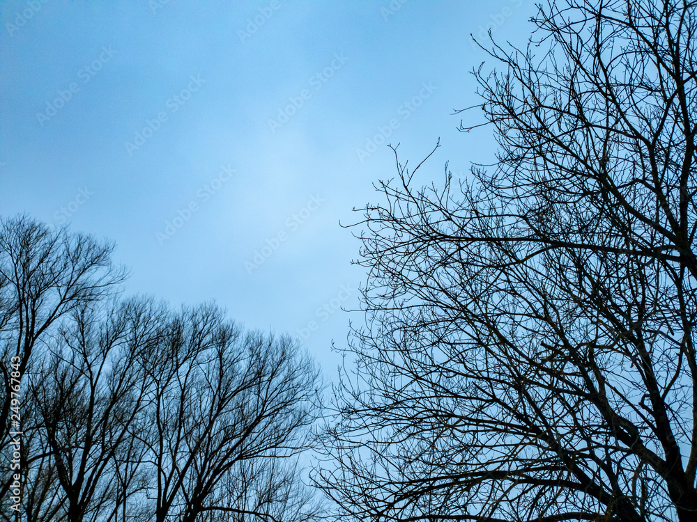 Trees in the forest in winter. Twigs of trees close-up at dusk. Trees in the evening. Trees in the forest in winter. Twigs of trees close-up at dusk. Trees in the evening.