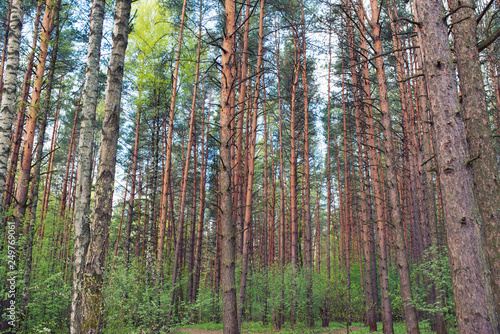 Fototapeta Naklejka Na Ścianę i Meble -  green pine forest with low understory nature eco background