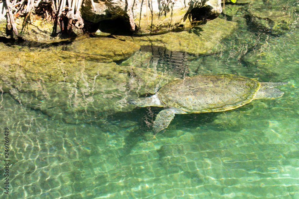 Fototapeta premium Large turtle swimming in crystal clear water in Caribbean sea, Mexico