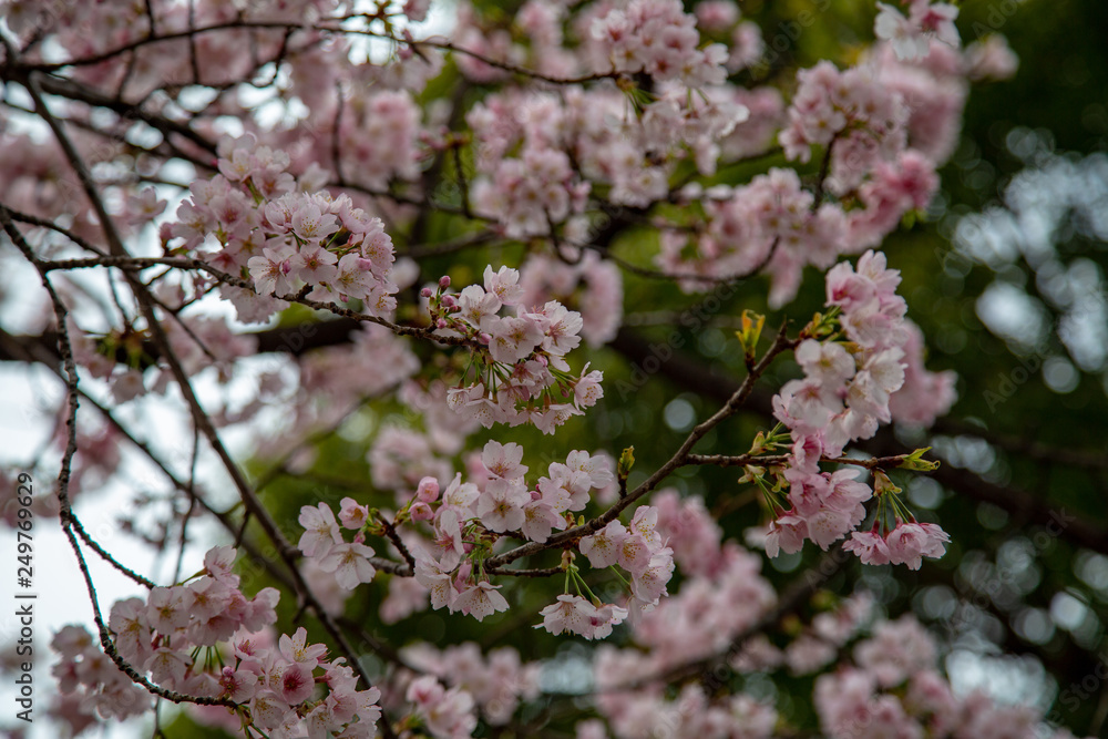 Cherry blossom in Japan. Sakura flowers and trees closesup in Tokyo, Japan during Spring time Cherry blossom in Japan. Sakura flowers and trees closesup in Tokyo, Japan during Spring time
