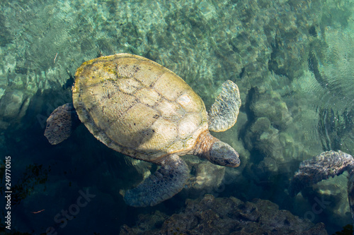 Large turtle swimming in crystal clear water in Caribbean sea, Mexico
