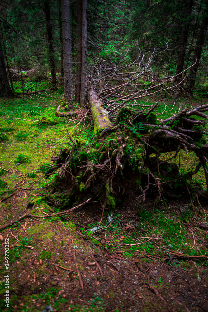 Inside of the misty forest Inside of the misty forest