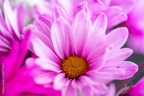 Close up of Pink daisy