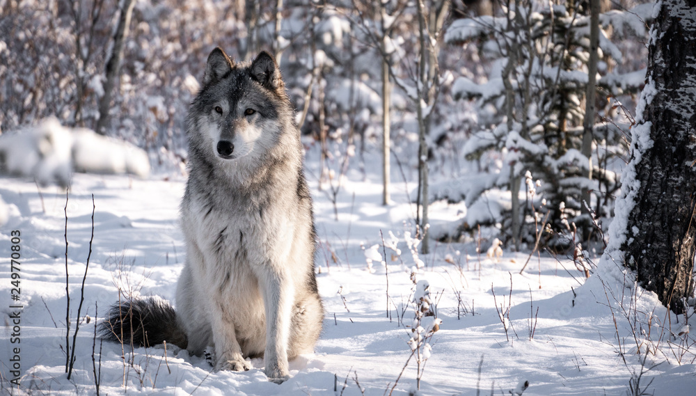 Wolf dog in snowy winter forest landscape on sunny day. Wolf dog in snowy winter forest landscape on sunny day.