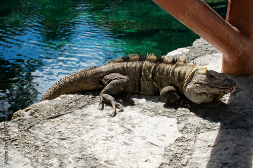 Large Iguana resting on stone during sunny day in Tulum  Mexico 