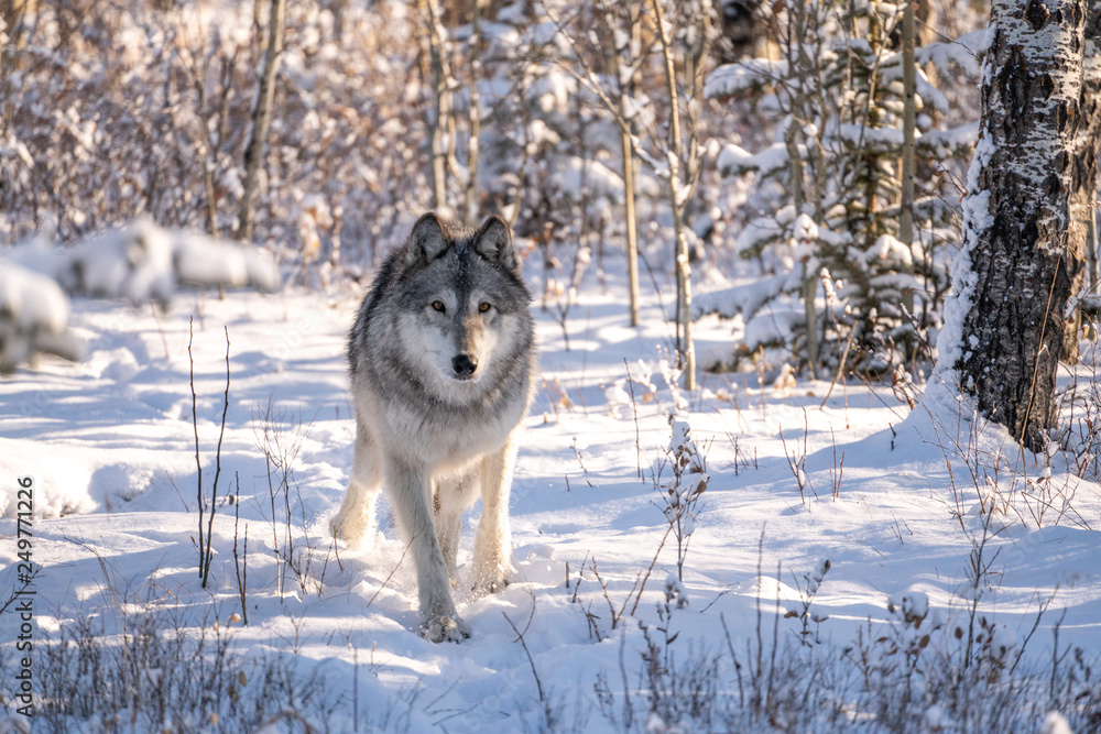Naklejka premium Wolf dog in snowy winter forest landscape on sunny day. 