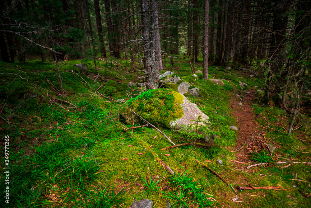 Fototapeta premium Inside of the misty forest