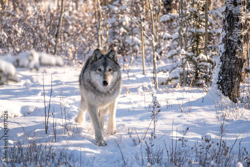 Wolf dog in snowy winter forest landscape on sunny day.  © Kellee Kovalsky
