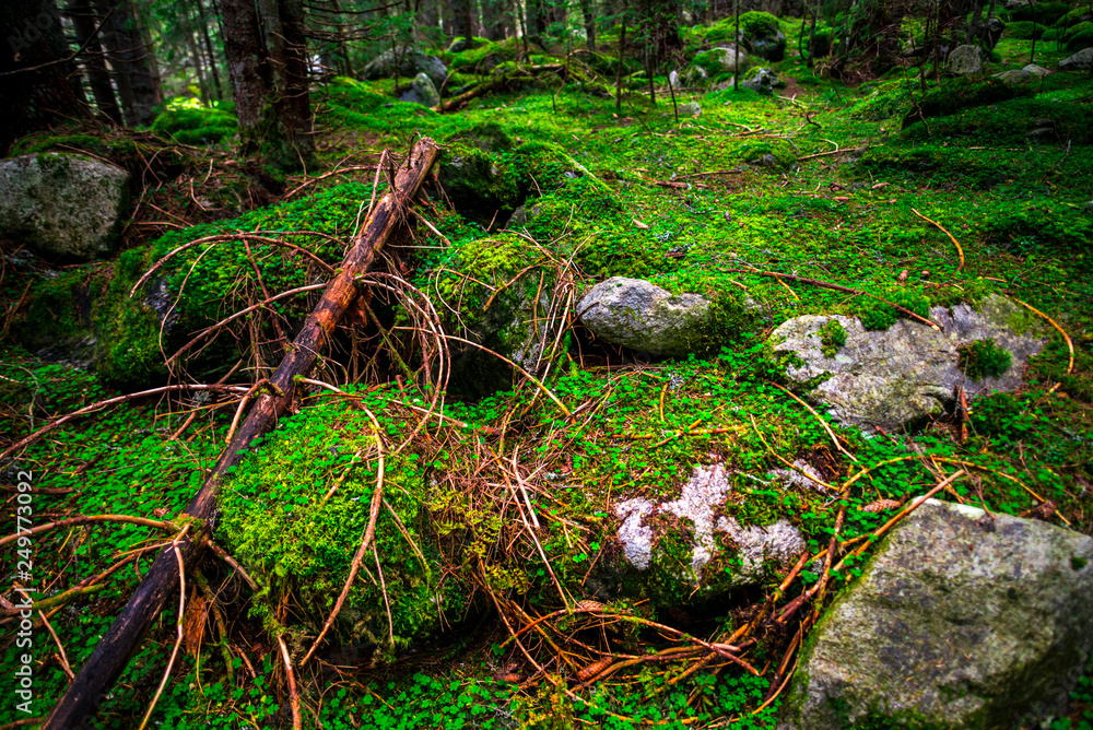 Obraz premium Inside of the misty forest
