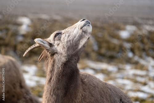 Portrait of an ewe female bighorn sheep sitting in a meadow in the wild, looking up at the sun © MelissaMN