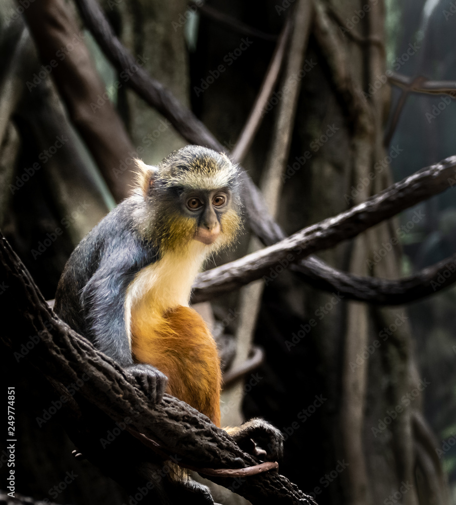 Fototapeta premium Juvenile Wolf's Monkey at Bronx Zoo