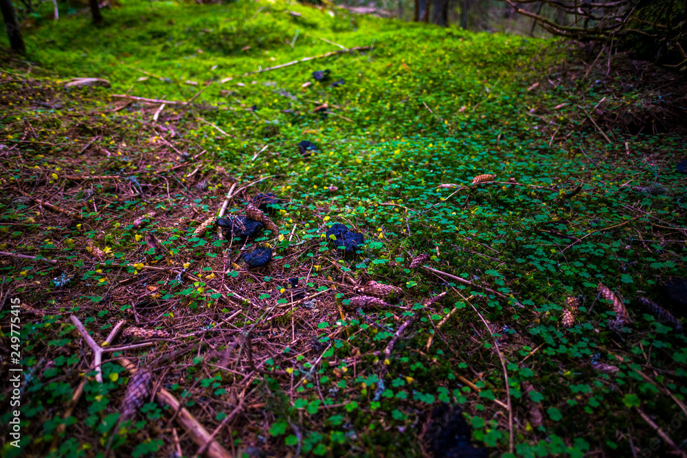 Obraz premium Mystic forest