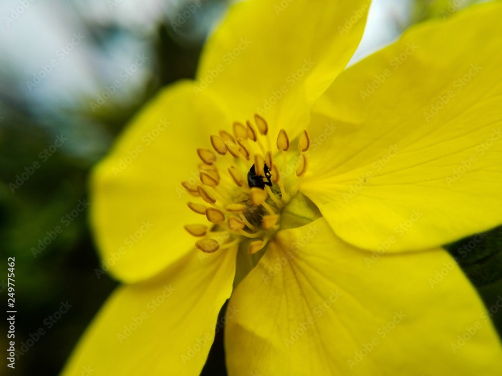 Macro yellow flower