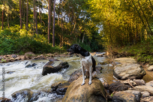 Happy black dog looking at a river in the mountains to sunset