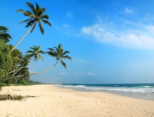 Deken met foto Palmboom Sri Lanka strand palmbomen azuurblauwe zee  © Chouk