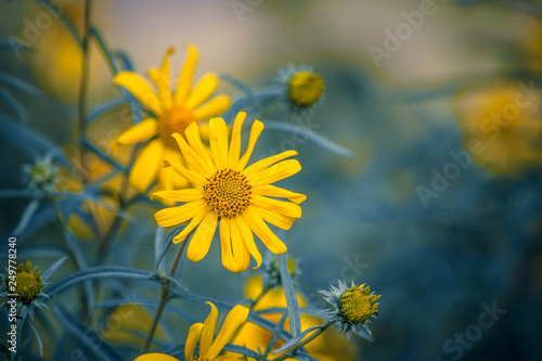 yellow flowers