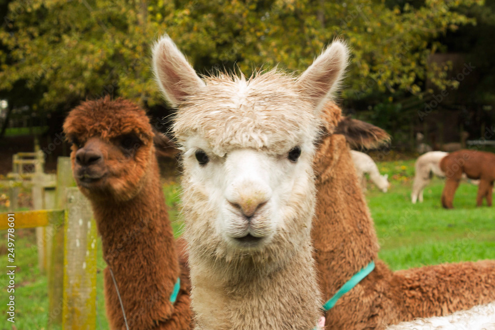 Obraz premium Alpaca