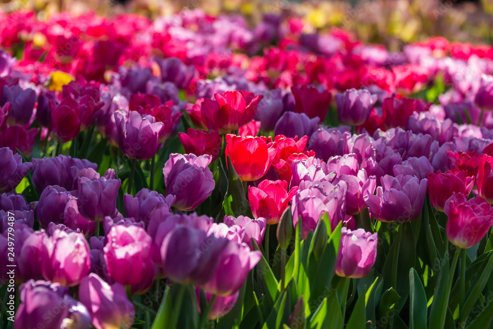 Fototapeta premium colorful tulips garden in spring