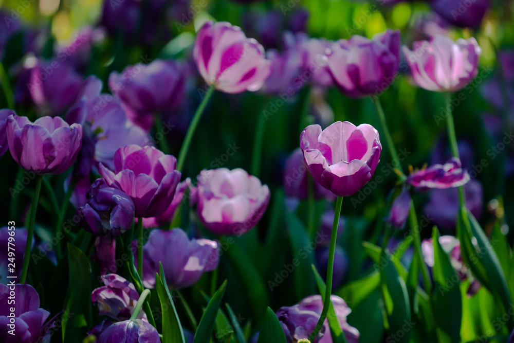 colorful tulips garden in spring colorful tulips garden in spring