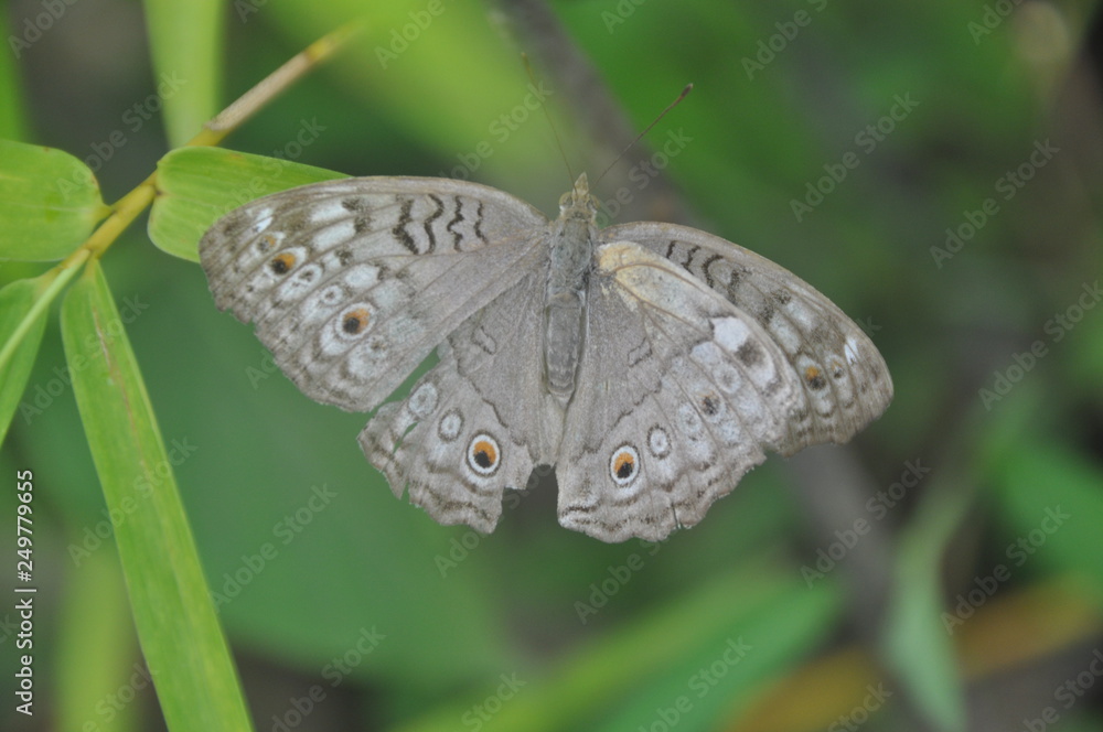 Butterfly in flower garden Butterfly in flower garden