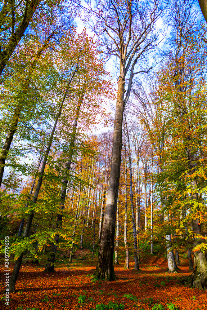 Fototapeta premium Autumn landscape in Sarmisetegusa old ruins, Romania