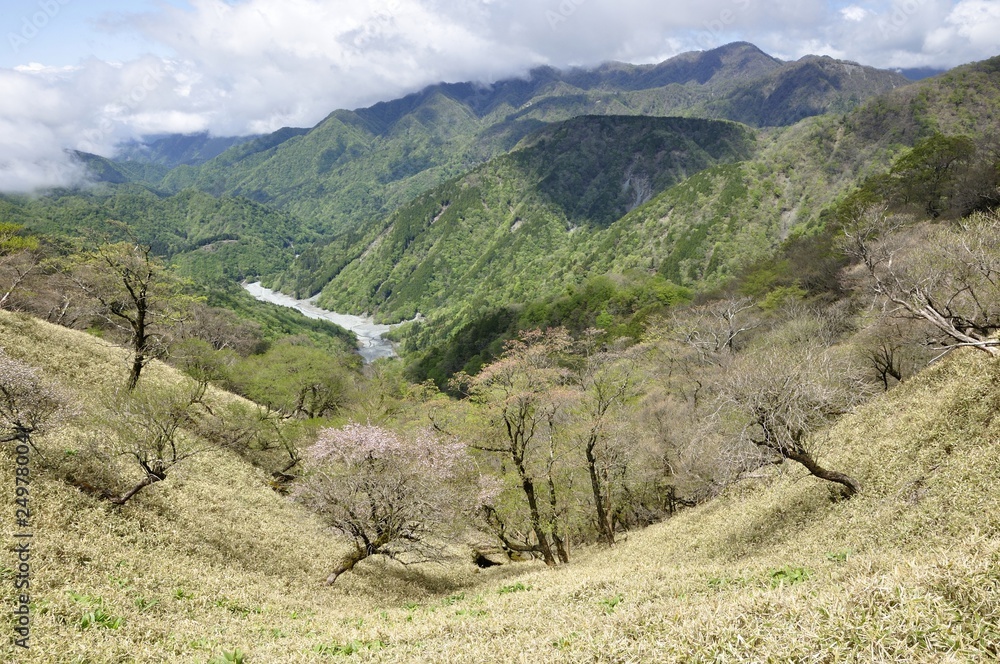Naklejka premium 新緑と桜咲く丹沢山地