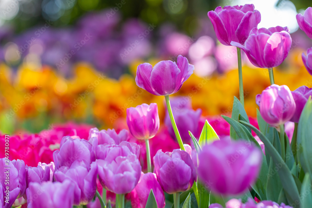 colorful tulips garden in spring colorful tulips garden in spring