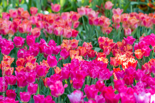 colorful tulips garden in spring © santol0305