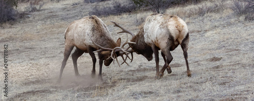 Obraz na plátně Two bull elk battle in the high Rockies of Colorado