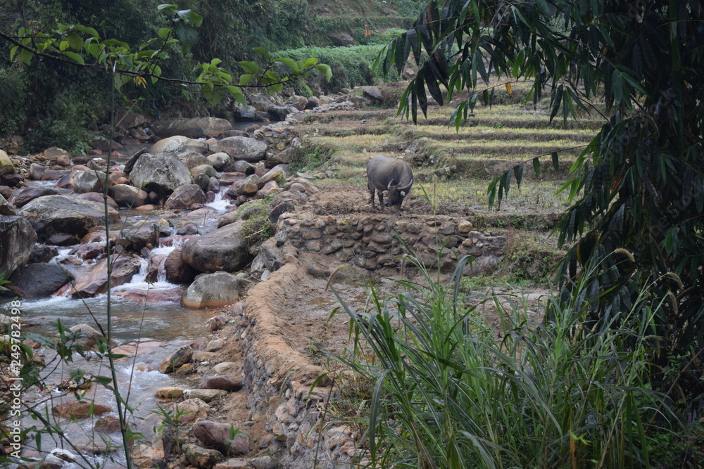 Water Buffalo In The Rice Patties Water Buffalo In The Rice Patties