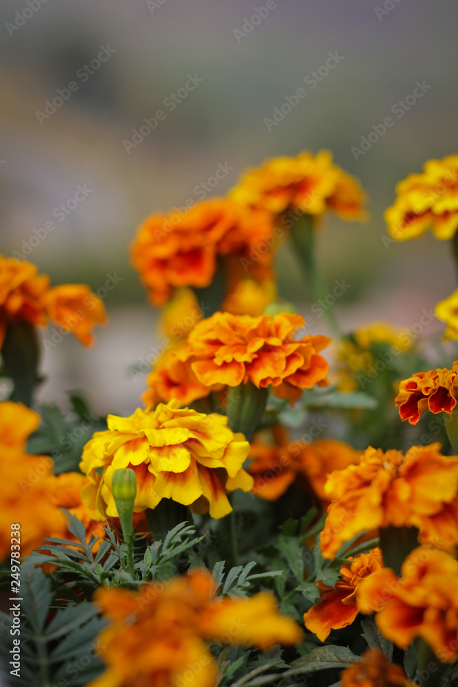 Flower Flower