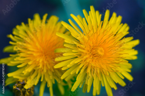 Yellow dandelions close-up on a dark background. Macro  soft focus.