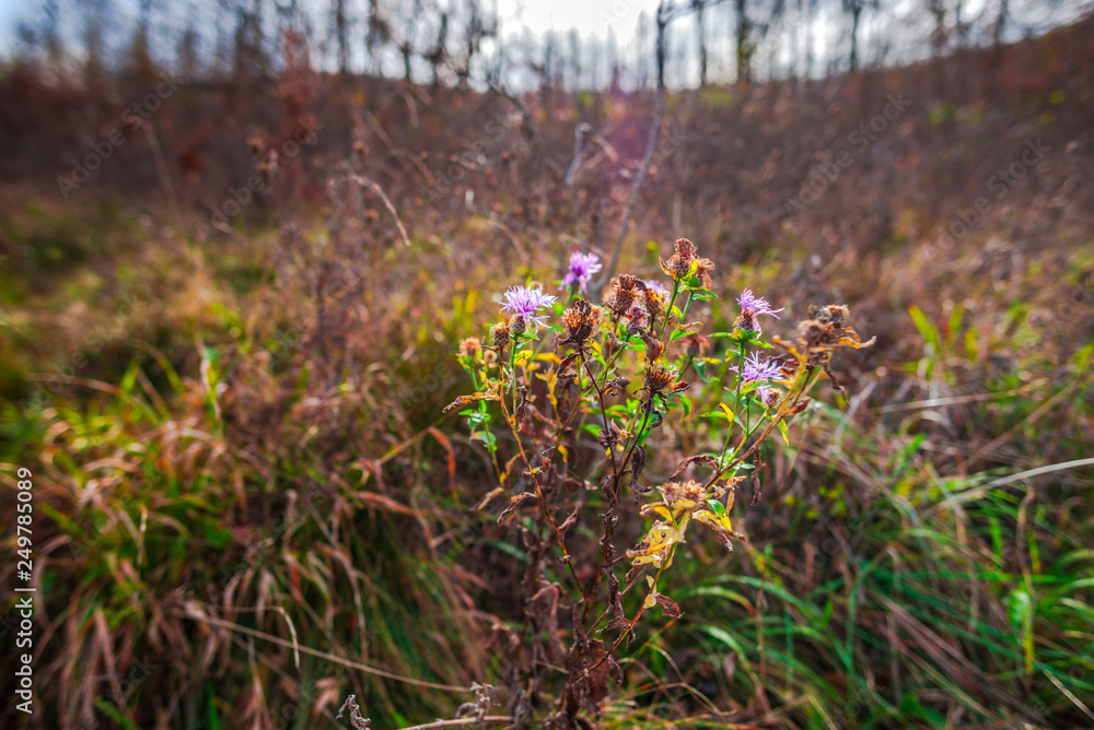 Fototapeta premium Autumn landscape