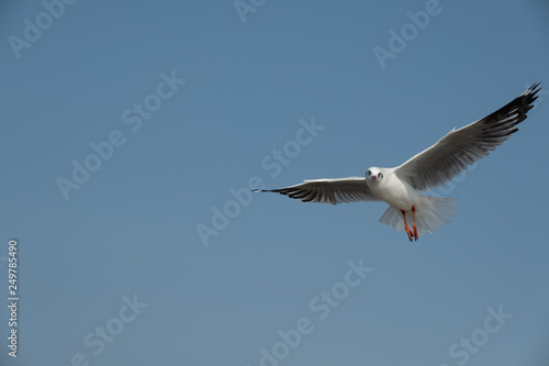Flying seagull in Thailand