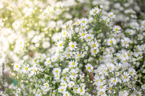 white cutter flower