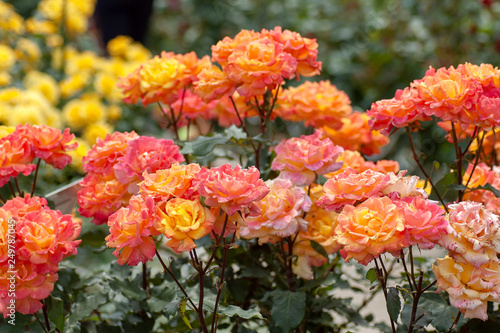 Orange/yellow roses in garden © Kazu
