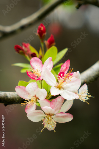spring blooms © Gary E Heaton