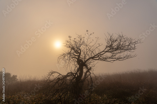 Tree in fog