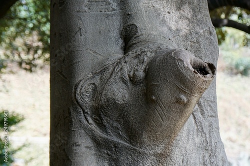 モッコクの樹皮